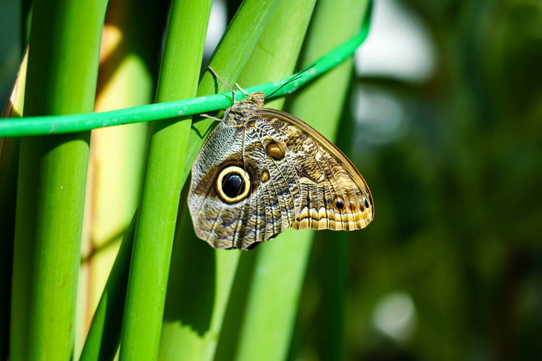 Konya’nın gözde mekanlarına Şeb-i Arus düzenlemesi 4